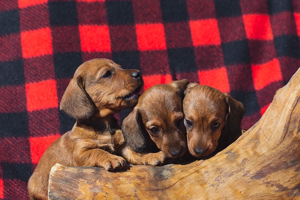 Wall Art Painting id:404170, Name: Doxen Puppies, Artist: Beraldo, Zandina Muench