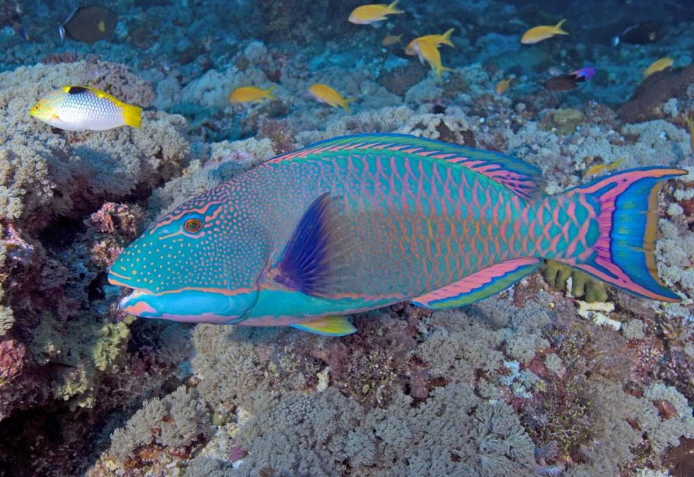 Wall Art Painting id:134626, Name: Solomon Is, Meri Island Adult bicolor parrotfish, Artist: Shimlock, Jones