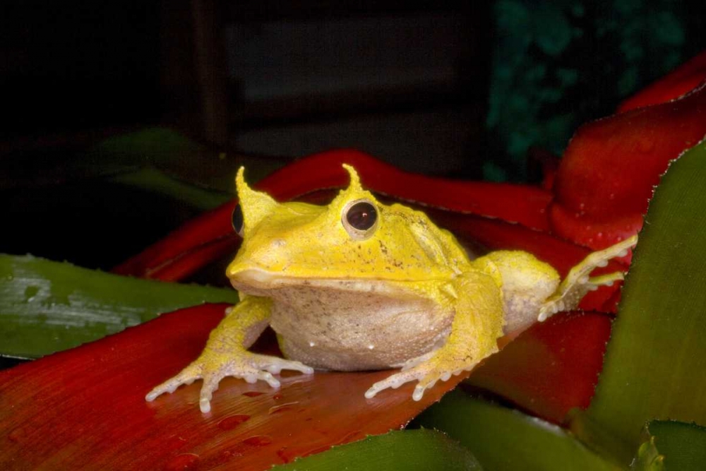 Wall Art Painting id:136643, Name: Solomon Islands Solomon Island leaf frog, Artist: Zuckerman, Jim