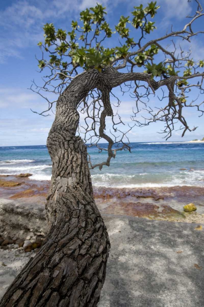 Wall Art Painting id:130430, Name: French Polynesia, Rangiroa Tree over the beach, Artist: Kaveney, Wendy