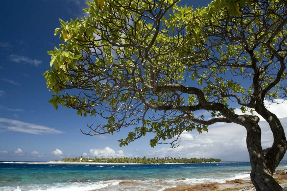 Wall Art Painting id:130241, Name: French Polynesia, Rangiroa Tree on the shore, Artist: Kaveney, Wendy