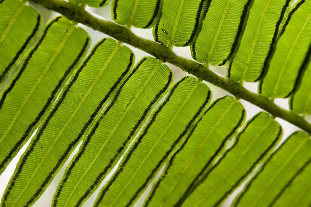 Wall Art Painting id:130372, Name: French Polynesia, Society Islands, Moorea Fern, Artist: Kaveney, Wendy