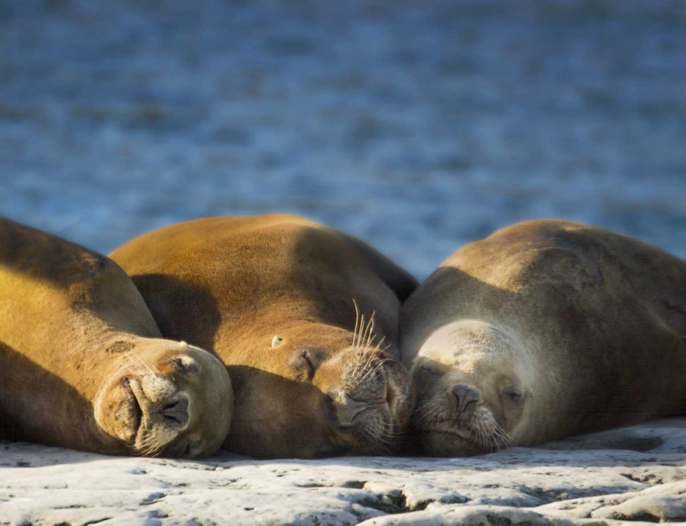 Wall Art Painting id:130101, Name: Argentina, Chubut Three sleeping sea lions, Artist: Kaveney, Wendy