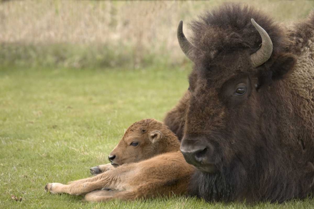 Wall Art Painting id:128418, Name: WY, Yellowstone Bison resting on grass with calf, Artist: Grall, Don