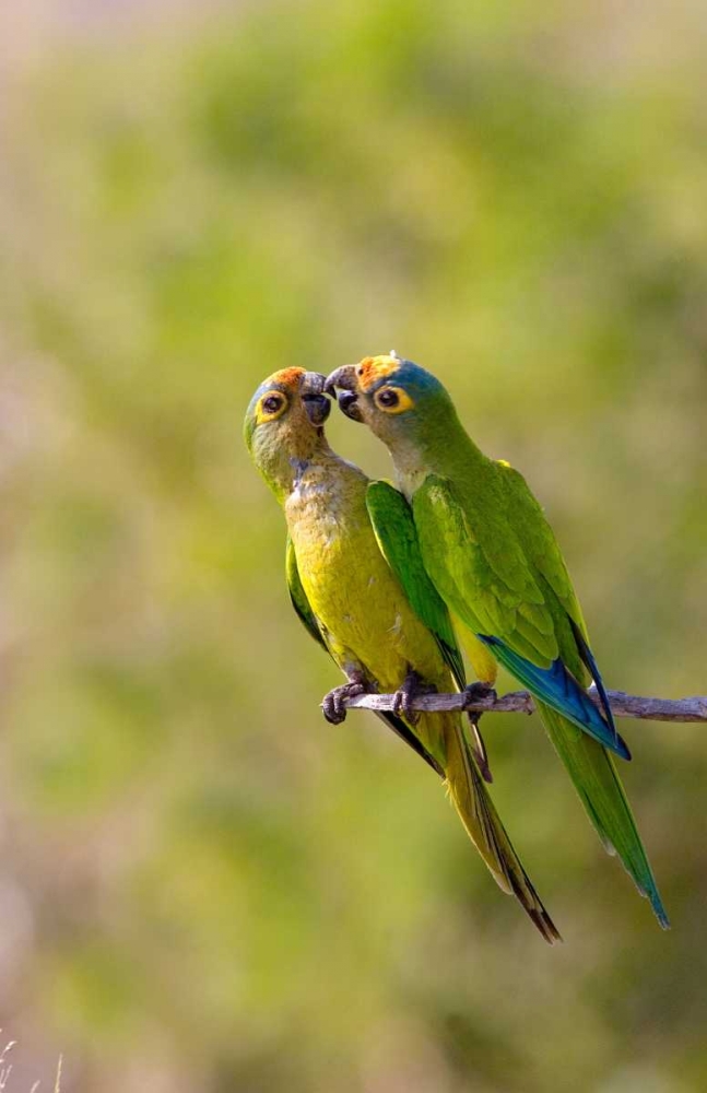 Wall Art Painting id:136101, Name: Brazil, Pantanal Peach-fronted parakeets pair, Artist: Williams, Joanne