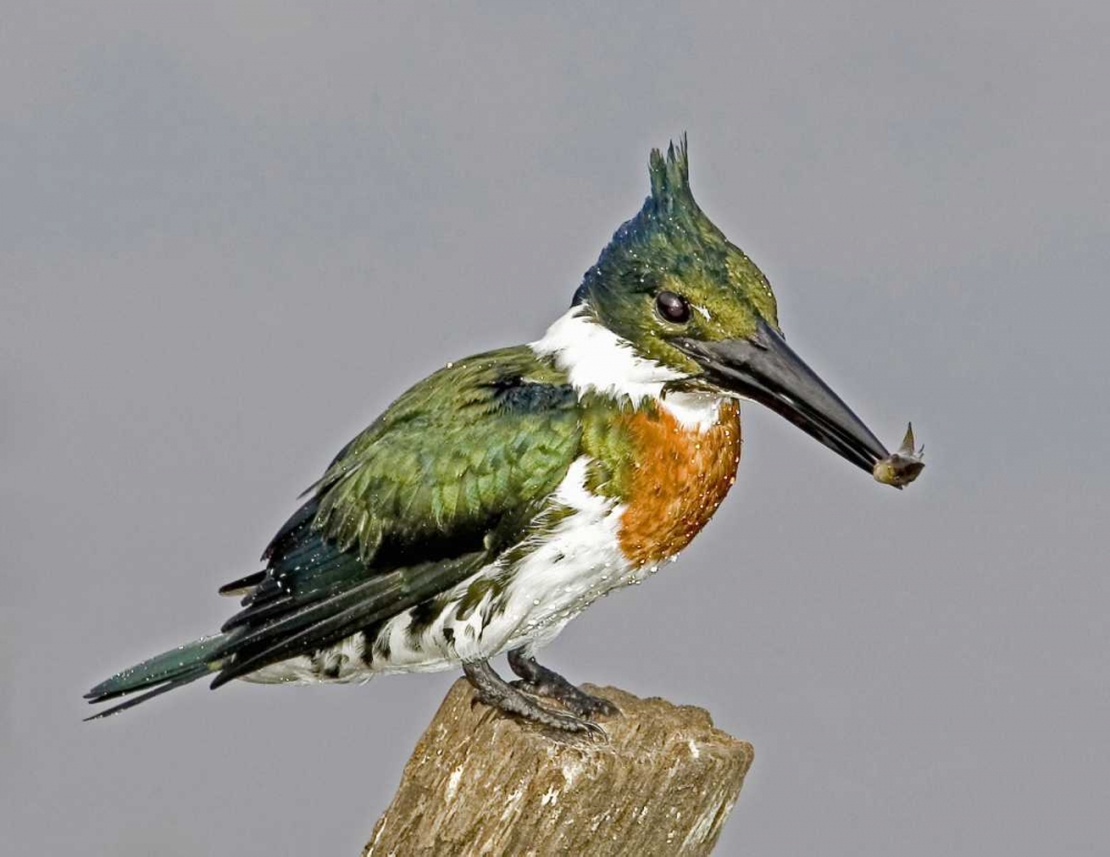 Wall Art Painting id:136075, Name: Brazil, Pantanal Amazon kingfisher with fish, Artist: Williams, Joanne