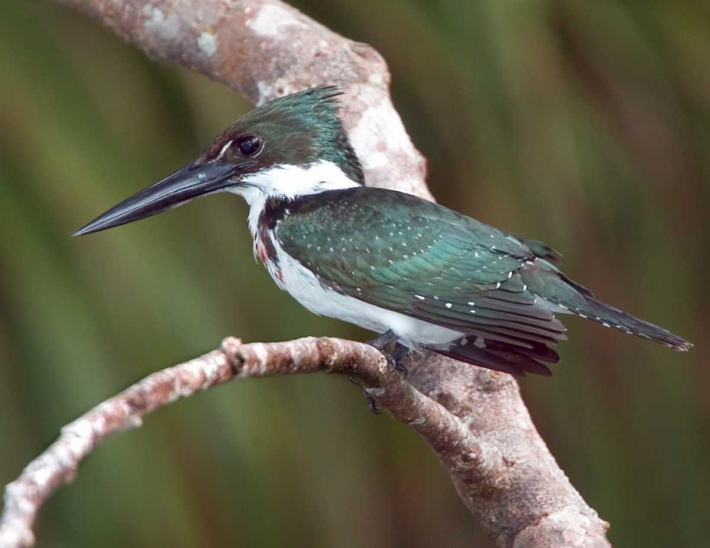 Wall Art Painting id:136115, Name: Brazil, Pantanal Green kingfisher on tree limb, Artist: Williams, Joanne