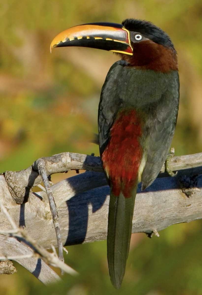 Wall Art Painting id:136134, Name: Brazil, Pantanal Chestnut-eared aracari on tree, Artist: Williams, Joanne