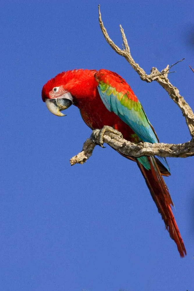Wall Art Painting id:135996, Name: Brazil, Pantanal Red and green macaw, Artist: Williams, Joanne