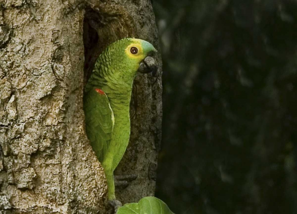 Wall Art Painting id:136073, Name: Brazil, Pantanal White-eyed parakeet in tree, Artist: Williams, Joanne