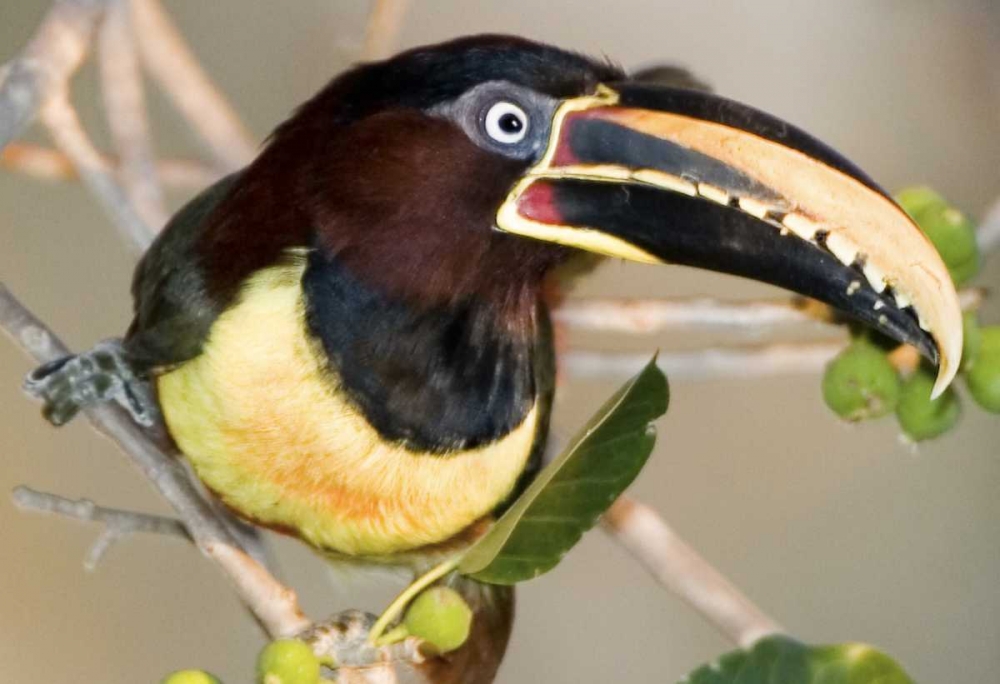 Wall Art Painting id:136149, Name: Brazil, Pantanal wetlands Chestnut-eared aracari, Artist: Williams, Joanne