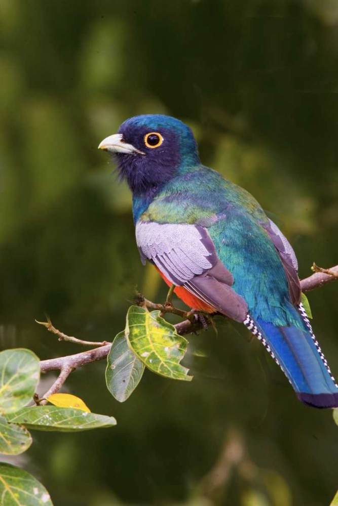 Wall Art Painting id:136072, Name: Brazil, Pantanal Blue-crowned trogan on limb, Artist: Williams, Joanne