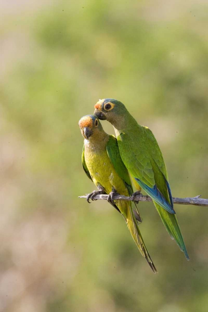 Wall Art Painting id:136147, Name: Brazil, Pantanal Peach-fronted parakeets on limb, Artist: Williams, Joanne