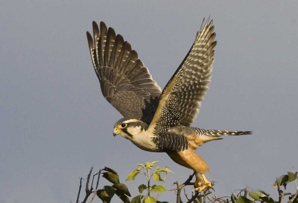 Wall Art Painting id:136110, Name: Brazil, Pantanal American kestrel takes flight, Artist: Williams, Joanne