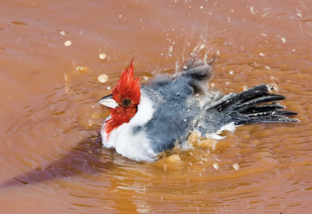 Wall Art Painting id:136094, Name: Brazil, Pantanal Red-crested cardinal bathing, Artist: Williams, Joanne