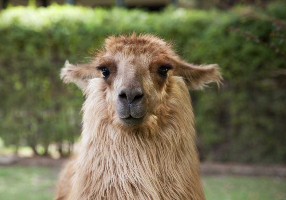 Wall Art Painting id:129933, Name: Argentina, Mendoza Portrait of a llama, Artist: Kaveney, Wendy