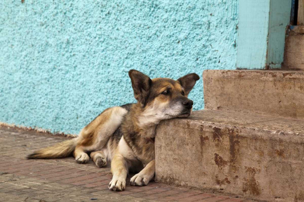 Wall Art Painting id:130030, Name: Chile, Valparaiso German shepherd resting, Artist: Kaveney, Wendy