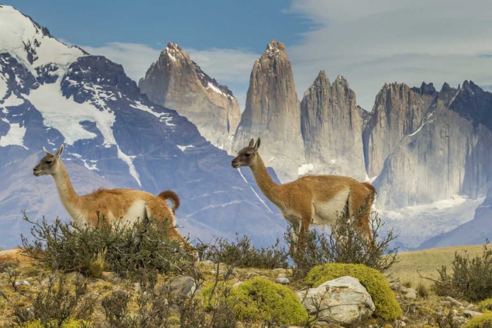 Wall Art Painting id:129043, Name: Chile, Patagonia, Torres del Paine Guanacos, Artist: Illg, Cathy and Gordon