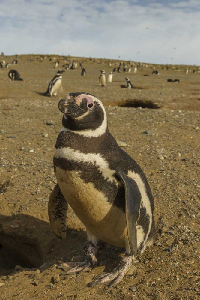 Wall Art Painting id:128816, Name: Chile, Patagonia Magellanic penguins, Artist: Illg, Cathy and Gordon