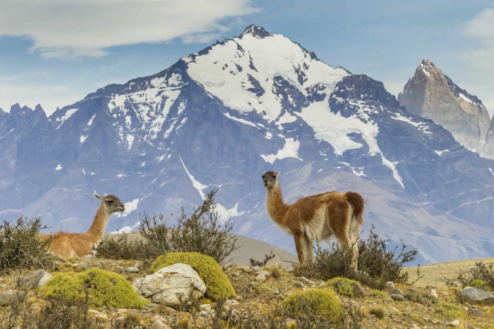 Wall Art Painting id:129044, Name: Chile, Patagonia, Torres del Paine Guanacos, Artist: Illg, Cathy and Gordon