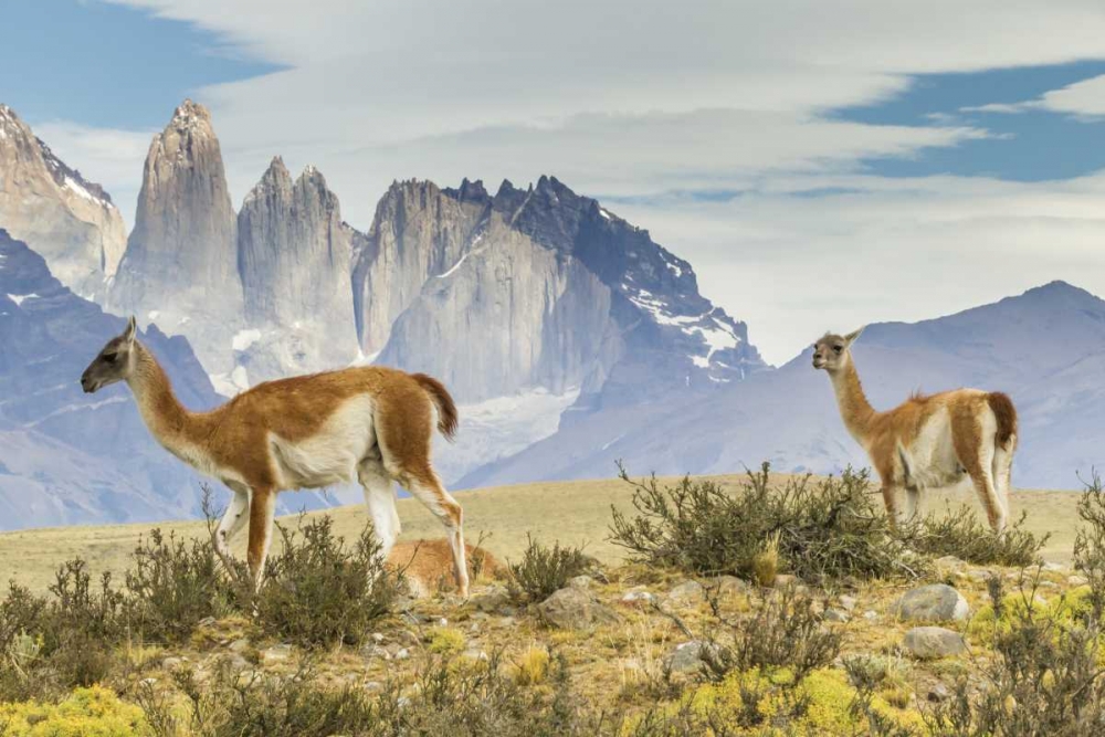 Wall Art Painting id:129045, Name: Chile, Patagonia, Torres del Paine Guanacos, Artist: Illg, Cathy and Gordon