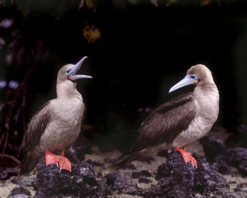 Wall Art Painting id:136737, Name: Ecuador, Galapagos Islands Red-footed boobies, Artist: Zuckerman, Jim