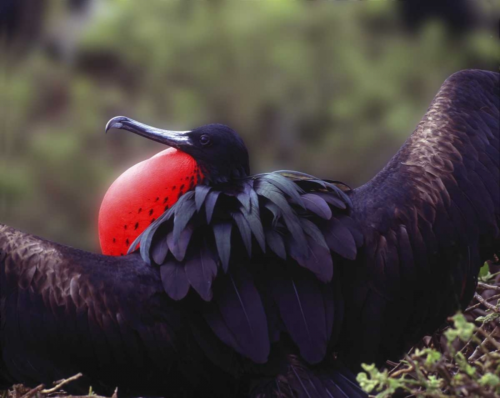 Wall Art Painting id:136721, Name: Ecuador, Galapagos Spread-eagled frigatebird, Artist: Zuckerman, Jim