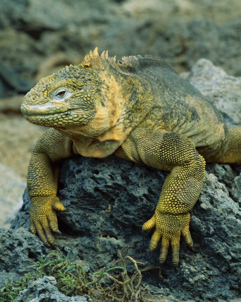 Wall Art Painting id:136823, Name: Ecuador, Galapagos Islands Detail of land iguana, Artist: Zuckerman, Jim