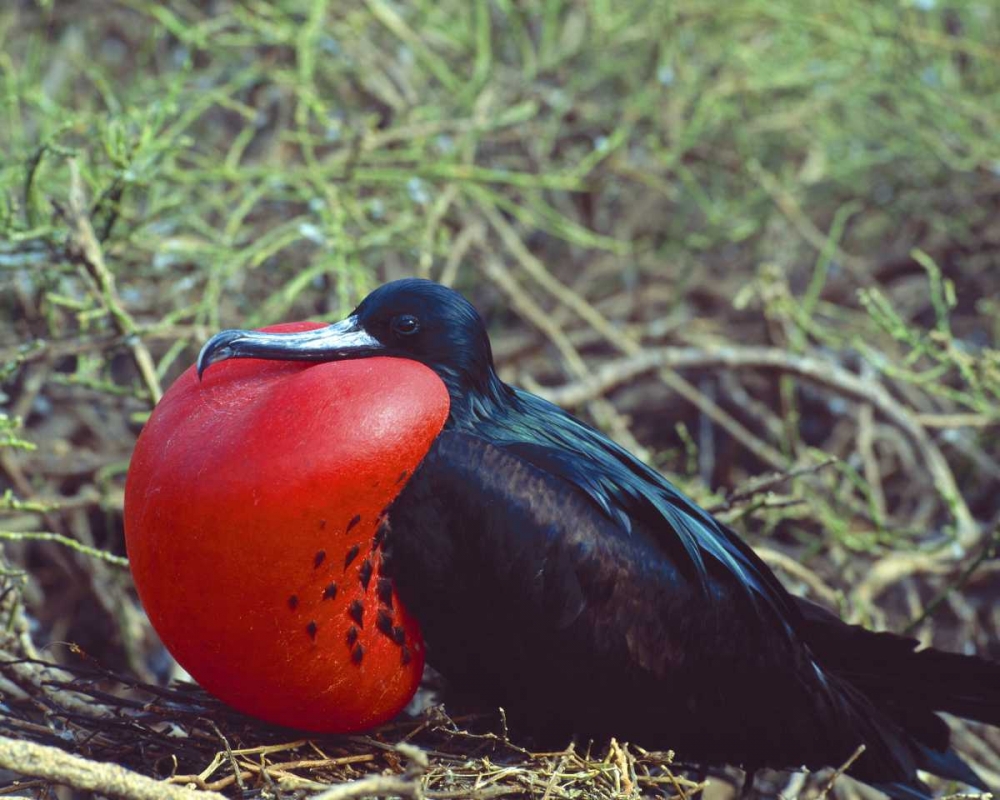 Wall Art Painting id:136739, Name: Ecuador, Galapagos Frigatebird with red pouch, Artist: Zuckerman, Jim