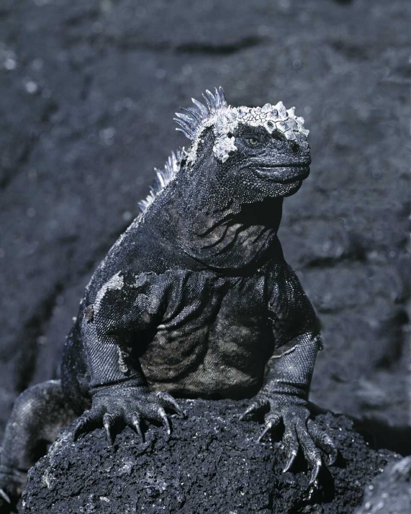 Wall Art Painting id:136646, Name: Ecuador, Galapagos Islands Marine iguana, Artist: Zuckerman, Jim