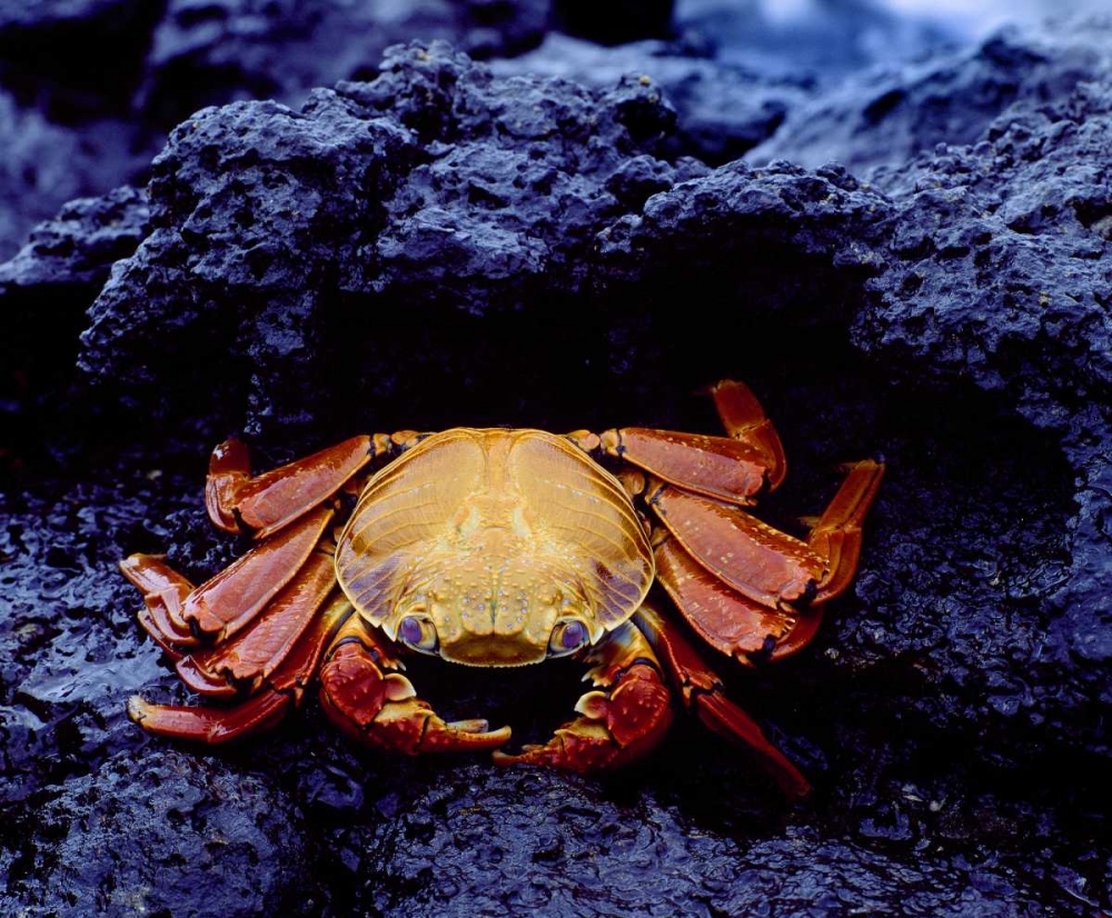 Wall Art Painting id:136640, Name: Ecuador, Galapagos Sally lightfoot crab, Artist: Zuckerman, Jim