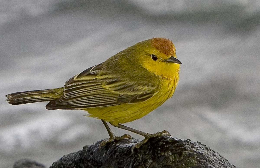 Wall Art Painting id:136034, Name: Ecuador, Galapagos Islands Yellow warbler, Artist: Williams, Joanne