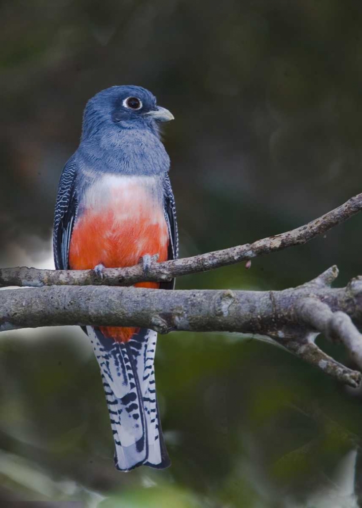 Wall Art Painting id:136005, Name: Ecuador Blue-crowned trogon on branch, Artist: Williams, Joanne