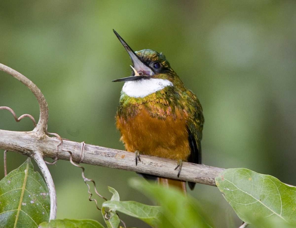 Wall Art Painting id:136016, Name: Ecuador Rufous-tailed jacamar on branch, Artist: Williams, Joanne