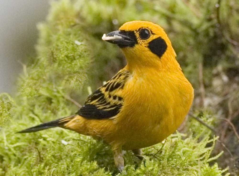 Wall Art Painting id:136035, Name: Ecuador Golden tanager feeding in foliage, Artist: Williams, Joanne