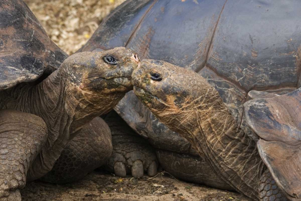 Wall Art Painting id:127070, Name: Ecuador, Galapagos Islands Giant male tortoises, Artist: Bush, Marie