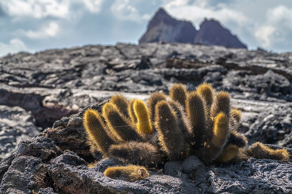 Wall Art Painting id:604335, Name: Ecuador-Galapagos National Park-Santiago Island. Lava cactus among lava rocks., Artist: Jaynes Gallery