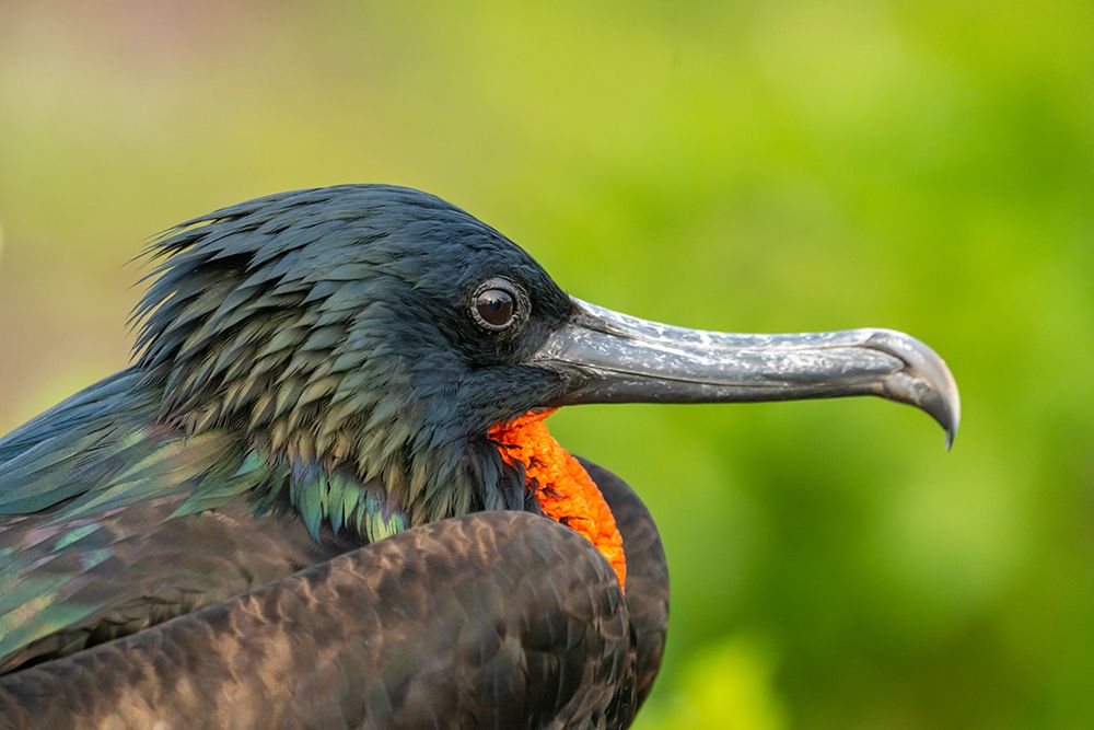 Wall Art Painting id:604347, Name: Ecuador-Galapagos National Park-Genovesa Island. Frigatebird male profile., Artist: Jaynes Gallery