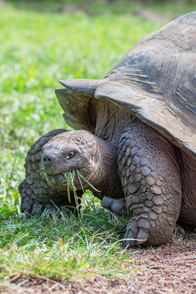 Wall Art Painting id:604460, Name: Ecuador-Galapagos-Santa Cruz Island-El Chato Ranch. Wild Galapagos Giant Tortoise dome-shaped., Artist: Hopkins, Cindy Miller