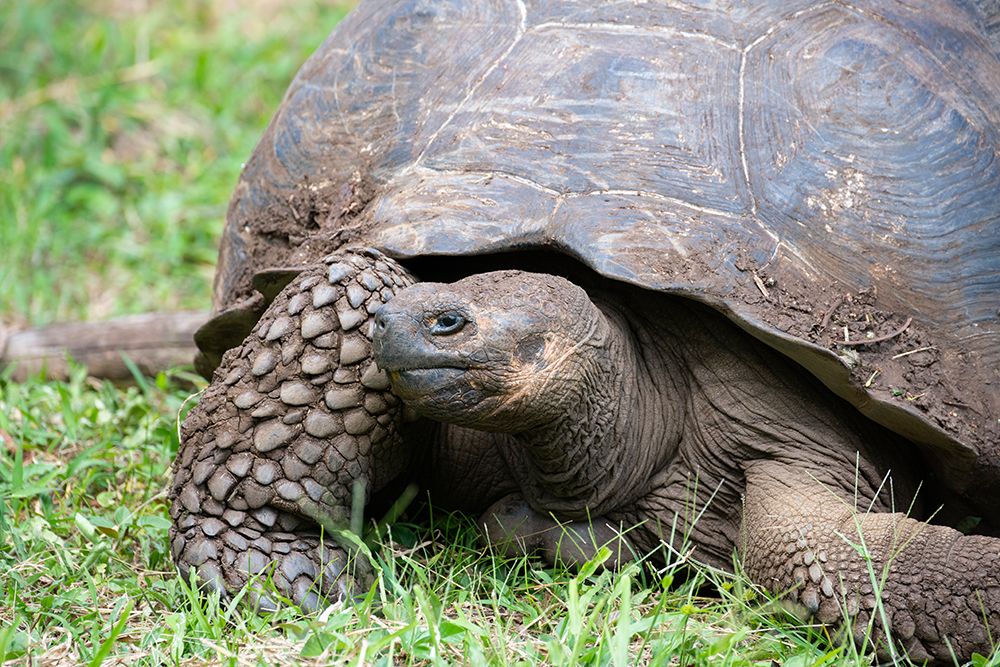 Wall Art Painting id:604461, Name: Ecuador-Galapagos-Santa Cruz Island-El Chato Ranch. Wild Galapagos Giant Tortoise dome-shaped., Artist: Hopkins, Cindy Miller