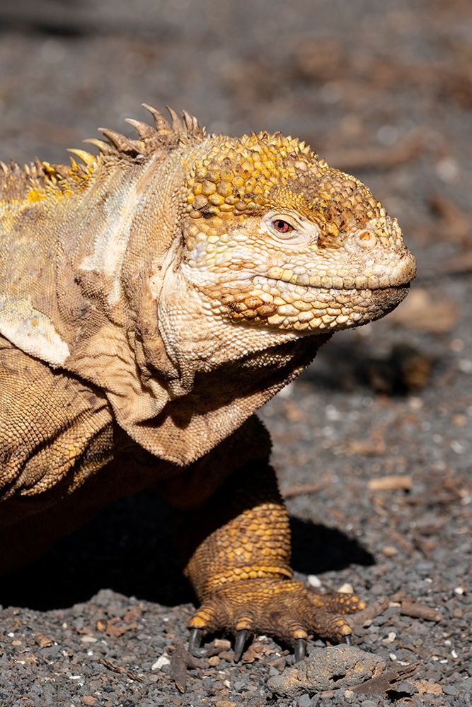 Wall Art Painting id:604462, Name: Ecuador-Galapagos-Isabela Island-Urbina Bay. Galapagos land iguana, Artist: Hopkins, Cindy Miller