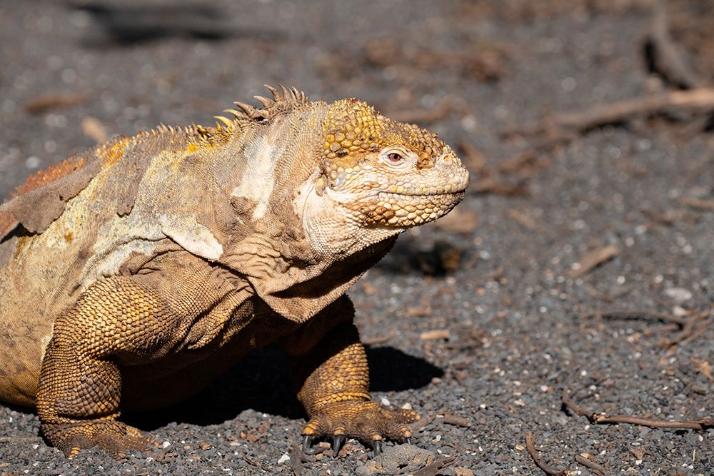 Wall Art Painting id:604463, Name: Ecuador-Galapagos-Isabela Island-Urbina Bay. Galapagos land iguana, Artist: Hopkins, Cindy Miller