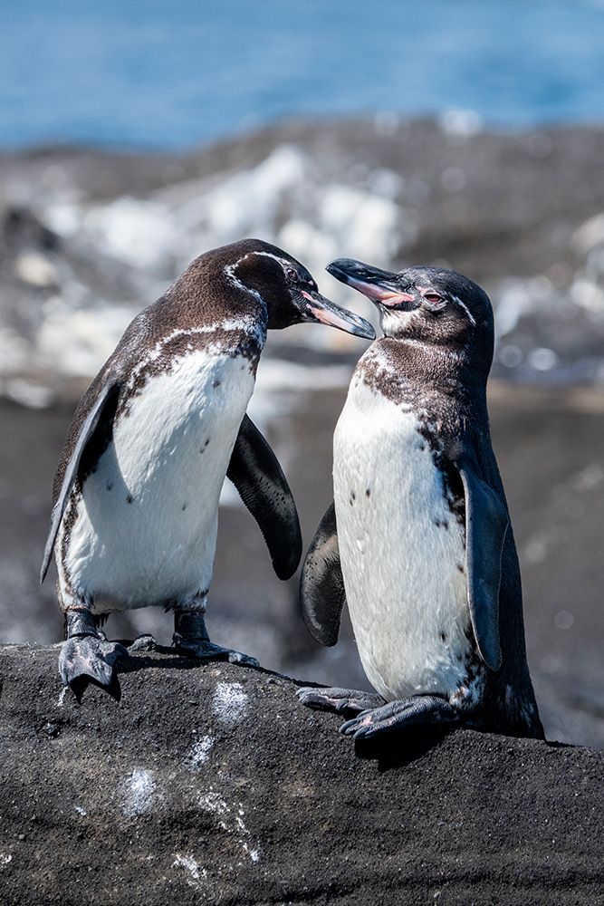 Wall Art Painting id:604464, Name: Ecuador-Galapagos-Northwestern coast of Isabela-Tagas Cove. Galapagos penguins, Artist: Hopkins, Cindy Miller