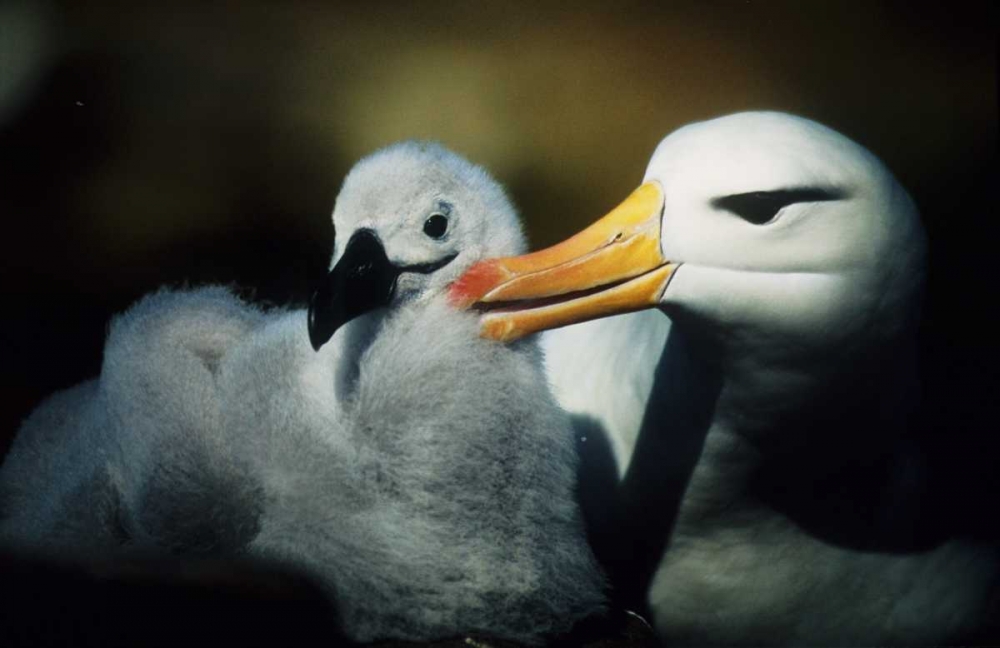 Wall Art Painting id:136144, Name: Falkland Islands Albatross parent grooming chick, Artist: Williams, Joanne