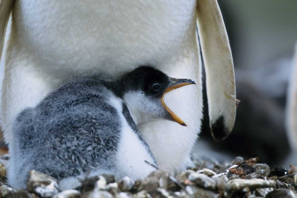 Wall Art Painting id:136004, Name: Falkland Islands Gentoo penguin chick, Artist: Williams, Joanne