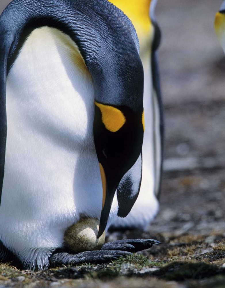 Wall Art Painting id:136104, Name: Falkland Islands King penguin tends single egg, Artist: Williams, Joanne