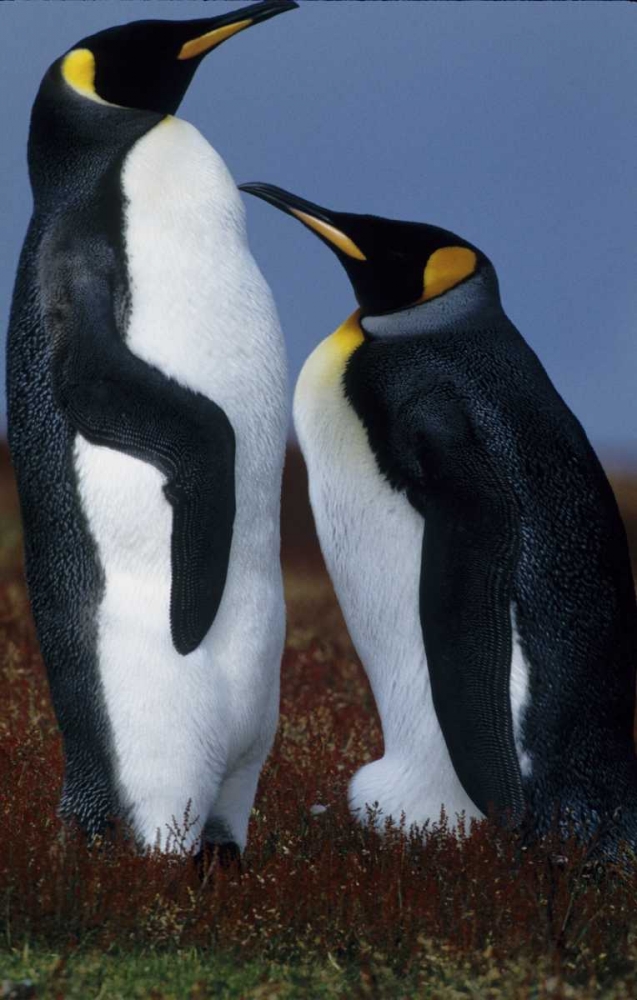 Wall Art Painting id:136117, Name: Falkland Islands King penguins stand in tundra, Artist: Williams, Joanne