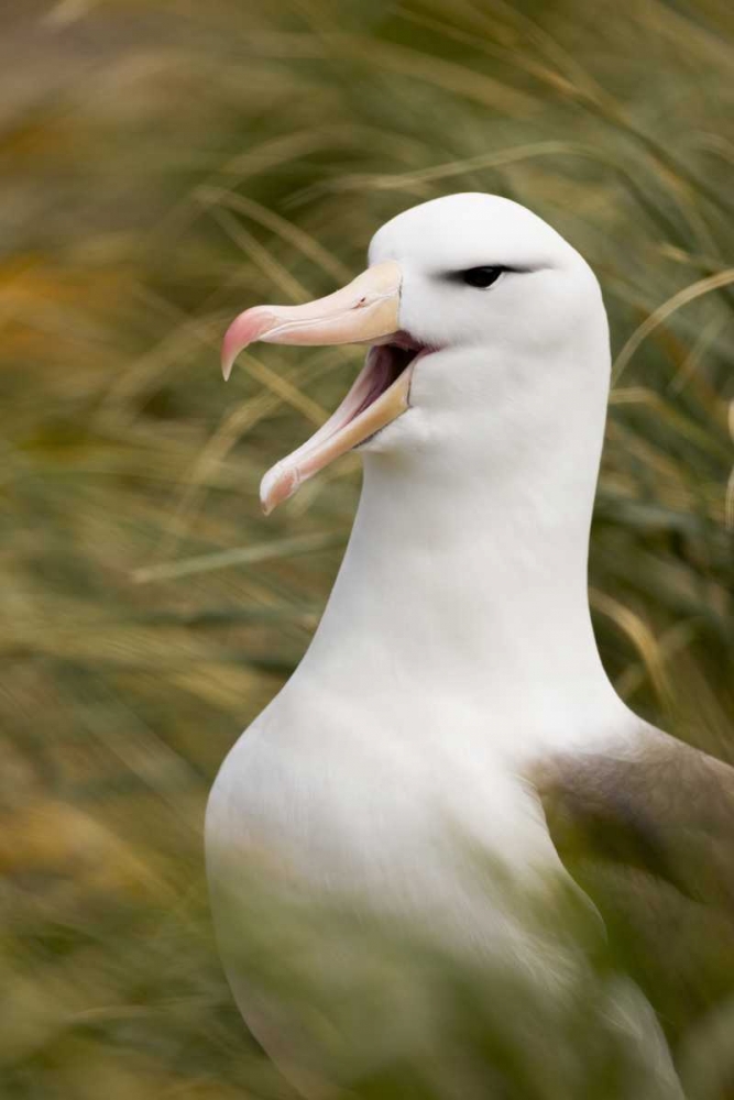 Wall Art Painting id:128302, Name: New Island Black-browed albatross guards nest, Artist: Grall, Don