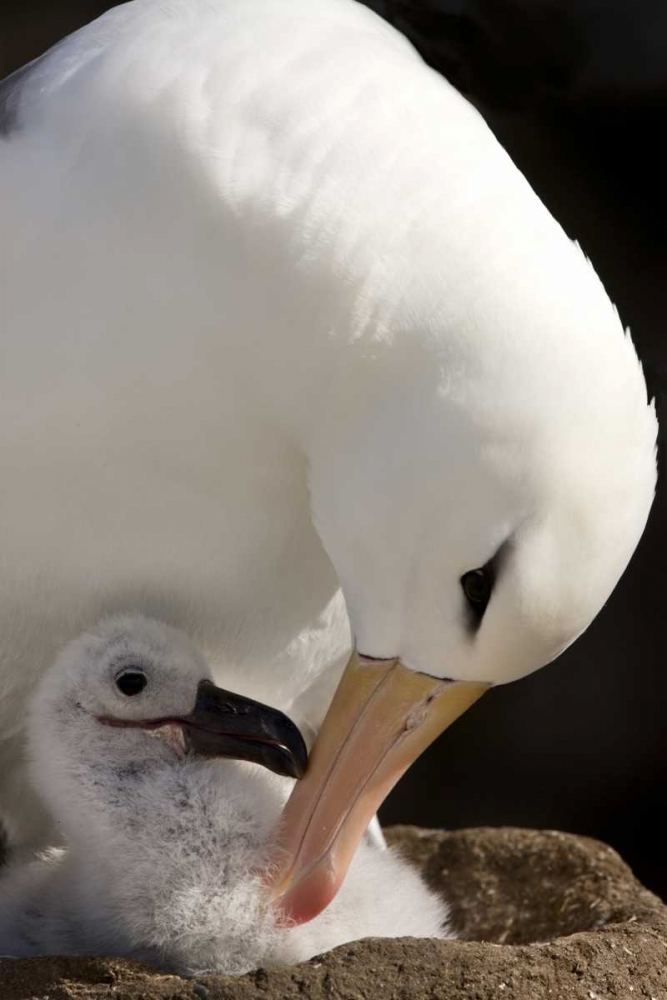 Wall Art Painting id:128419, Name: New Island Black-browed albatross preening chick, Artist: Grall, Don