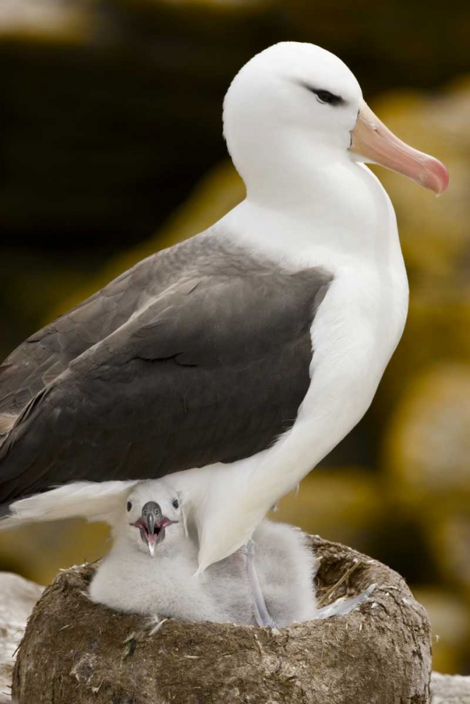 Wall Art Painting id:128214, Name: New Island Black-browed albatross and chick, Artist: Grall, Don